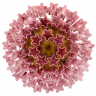 Потолочный светильник LOFT IT Murano 10580C/600 Pink Потолочный светильник LOFT IT Murano 10580C/600 Pink