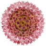 Потолочный светильник LOFT IT Murano 10580C/800 Pink Потолочный светильник LOFT IT Murano 10580C/800 Pink